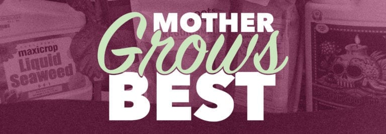 How to Grow Mother Plants - Techniques and Maintenance