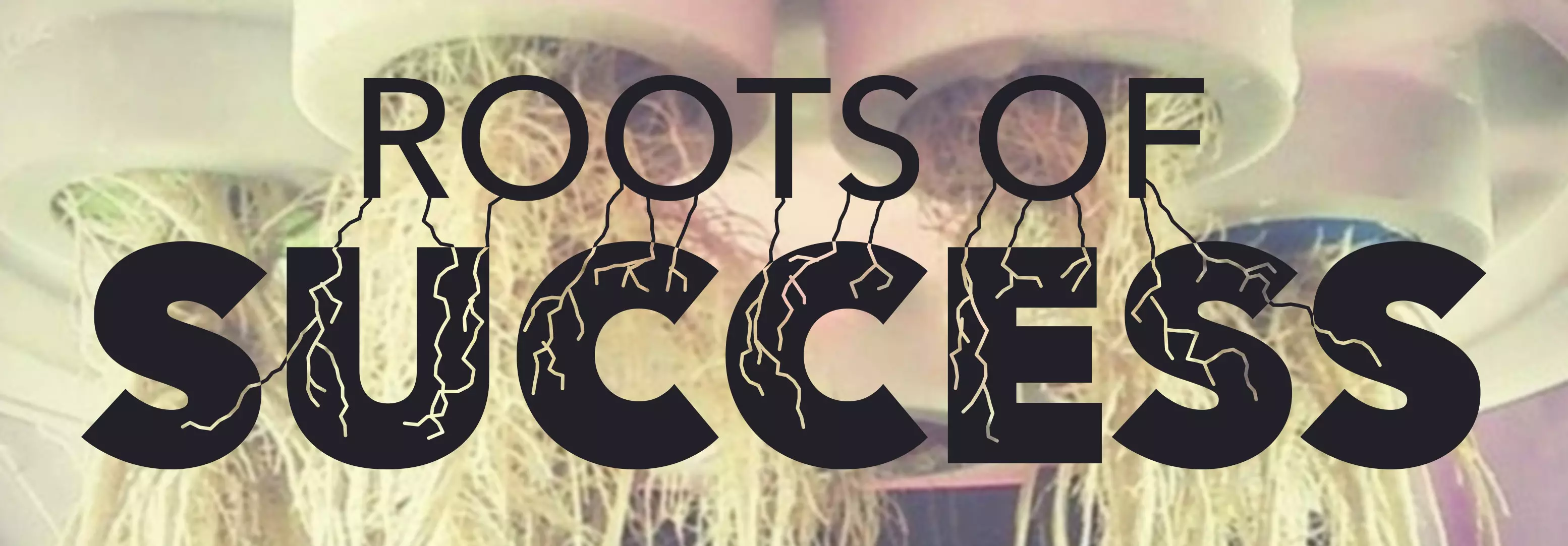 Talking-Shop-Roots-Of-Success