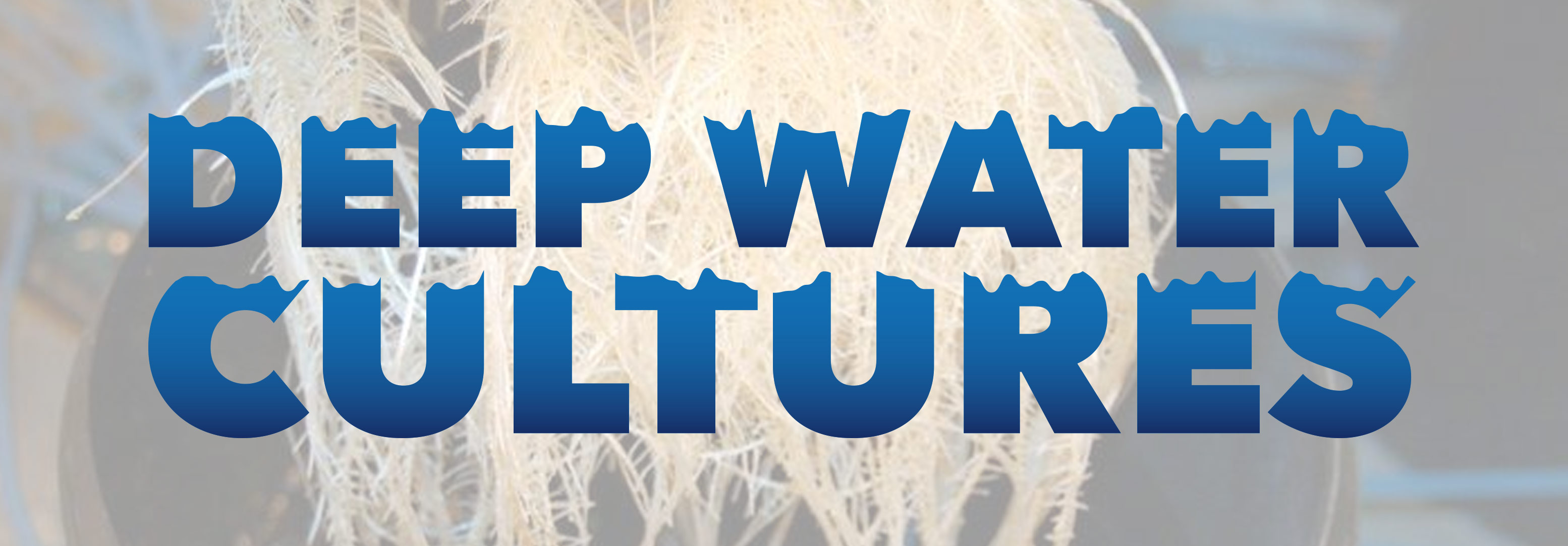 Talking-Shop-Deep-Water-Cultures