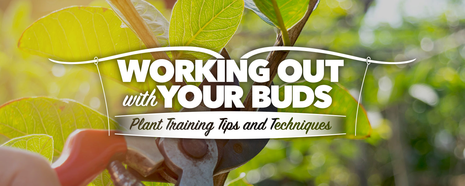 Plant Training Header