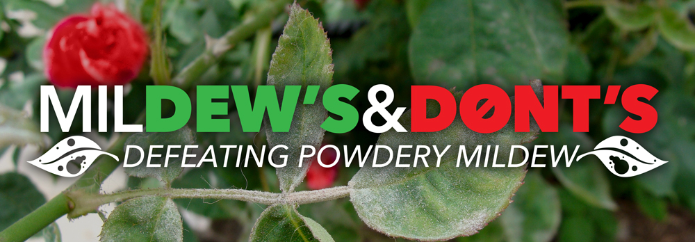 talking-shop-mildews-and-donts