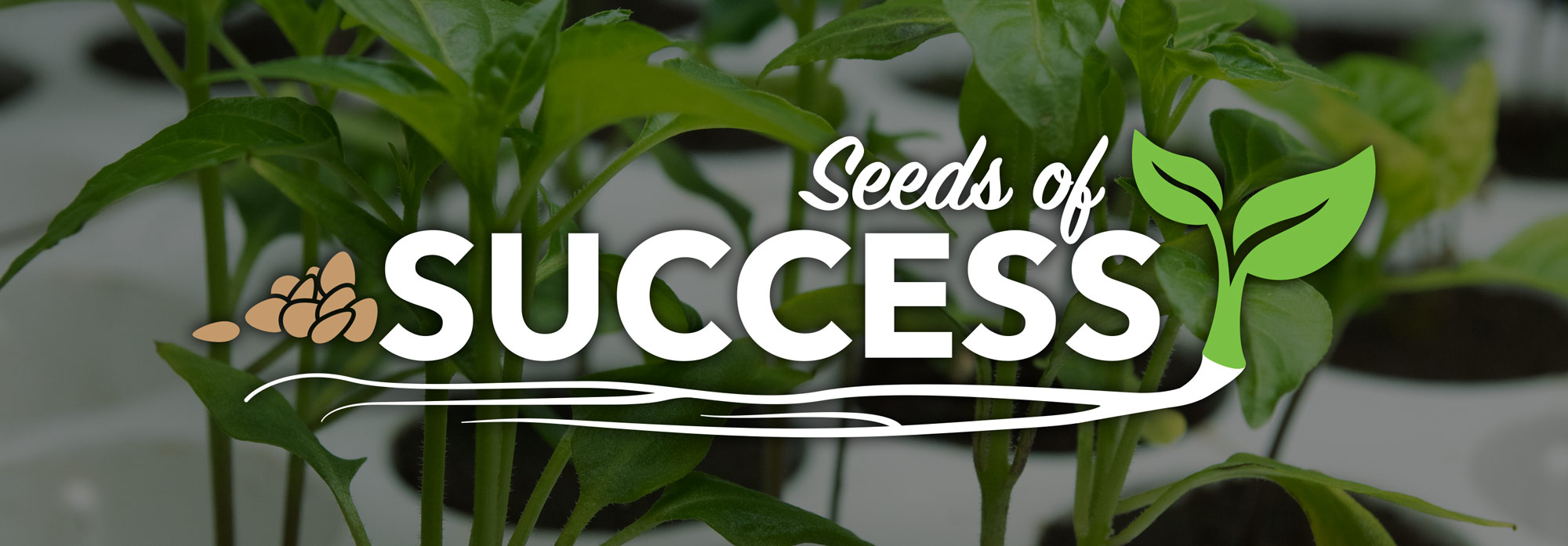 talking-shop-seed-starting