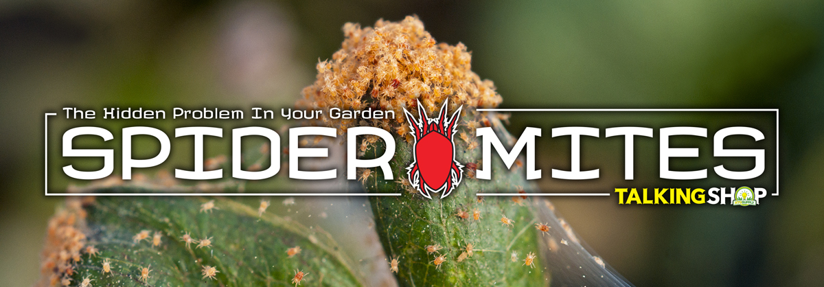 talking-shop-spider-mites