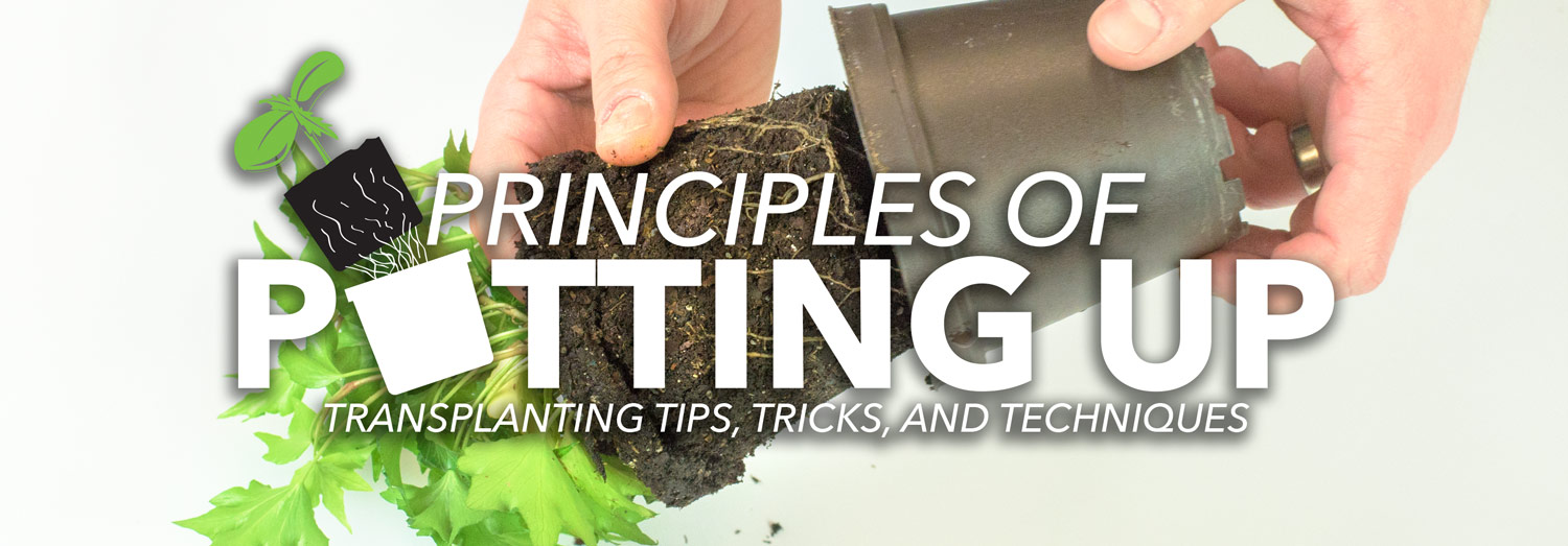 Transplanting Seedlings And Growing Plants Header