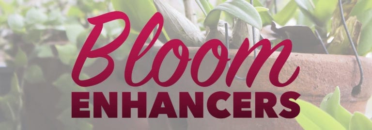 Bloom Enhancers