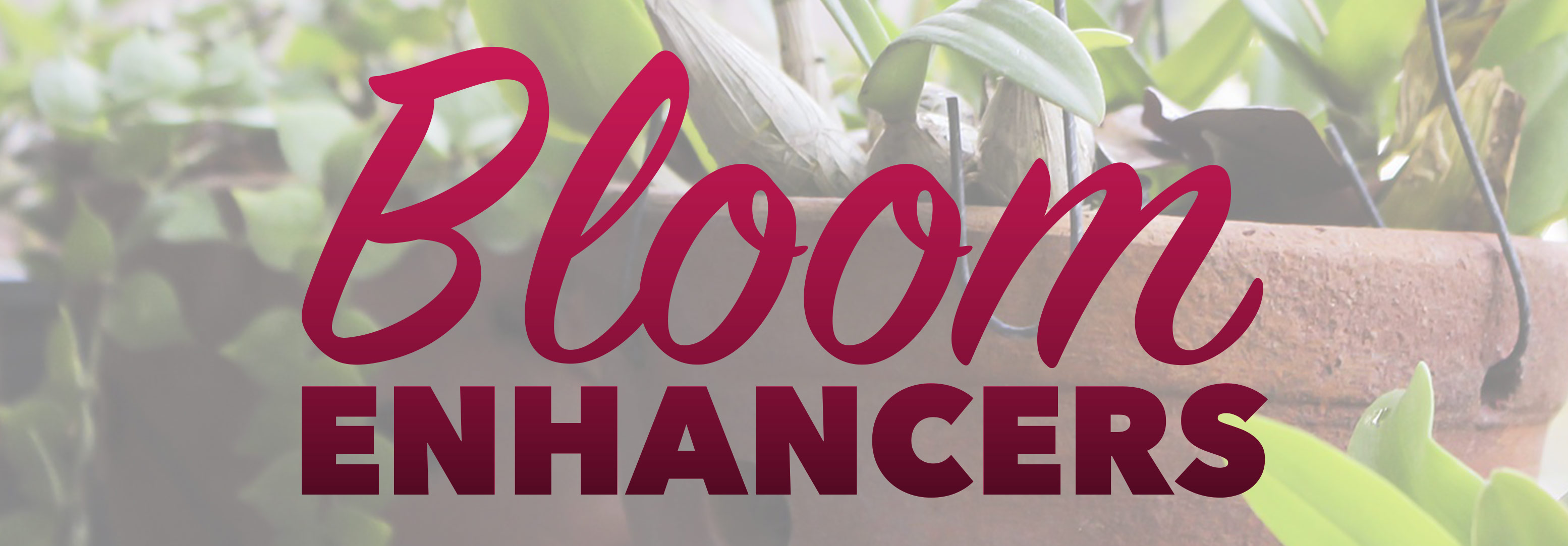 Talking-Shop-Bloom-Enhancers