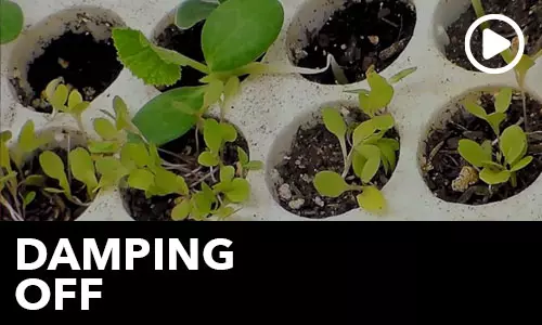 Htg Info Center Ask The Doc Damping Off Thumbnail