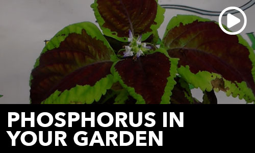 Phosphorus in your Garden