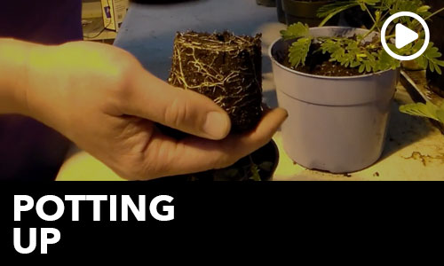 htg-info-center-ask-the-doc-potting-up-thumbnail