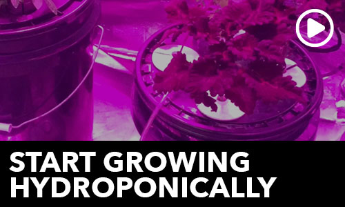 Start Growing Hydroponically