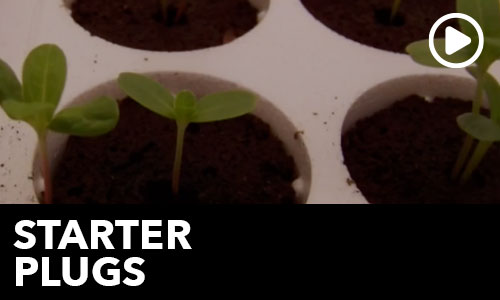 Starter Plugs!