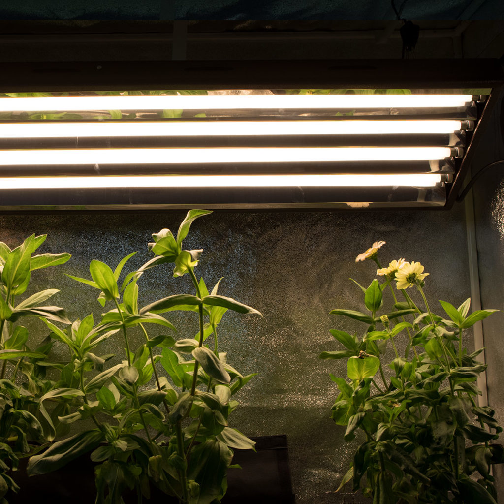 AgroMax 2 Foot T5 Bloom Bulb 3000K HTG Supply Hydroponics Grow Lights
