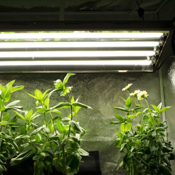 Agromax 5400K Super Veg T5 Lamp In Tent