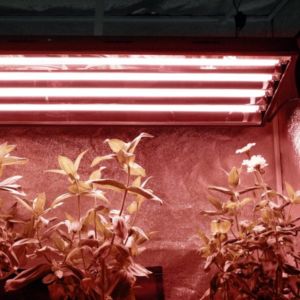 Agromax Pure Bloom T5 Lamp In Tent