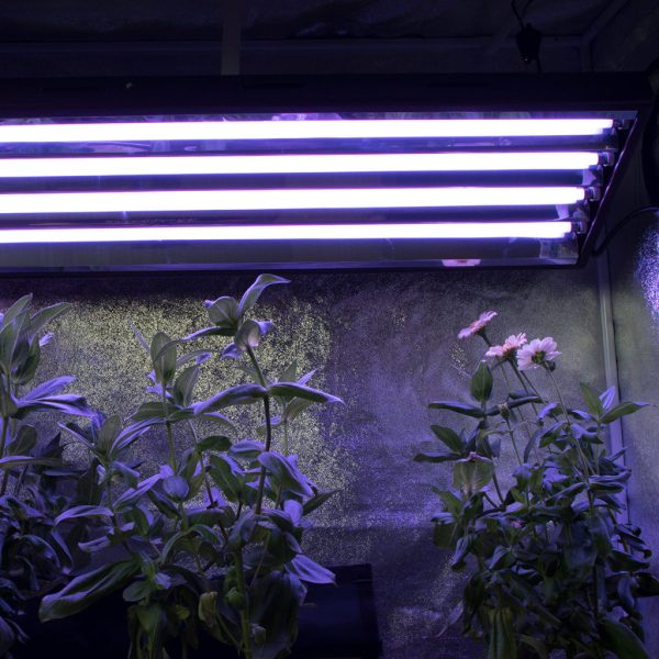Agromax Pure Par Veg T5 Lamp In Tent