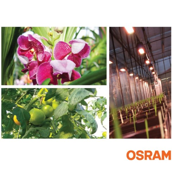 Osram Zelion Hl300 Grow White Lights