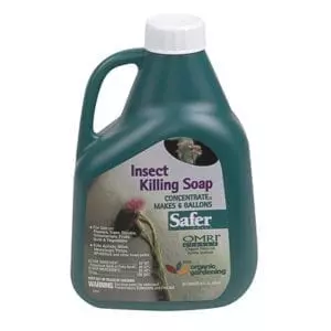 Safer Insect Killing Soap Gallery