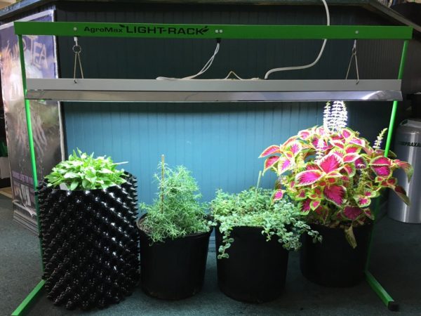 Agromax 4 Foot Grow Light Rack Setup
