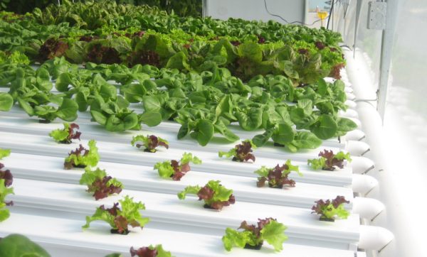 Crop King Large Nft Hydroponic System Growth