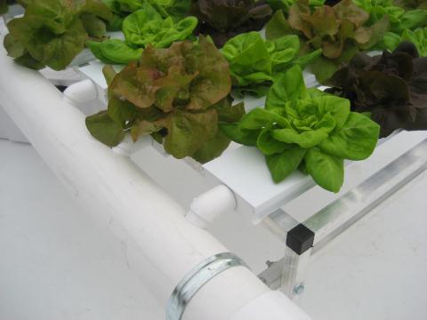 Cropking 4 6 Nft Hydroponic System Close Up