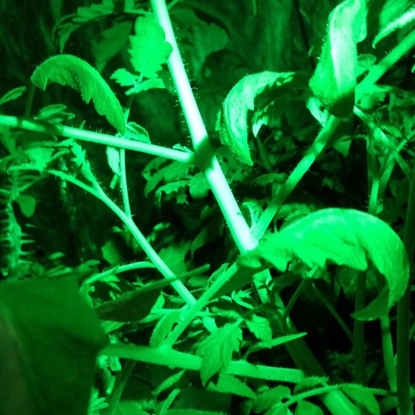 Green Led Flashlight Garden
