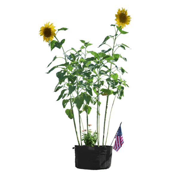 Phat Sacks Fabric Grow Pots Sunflower