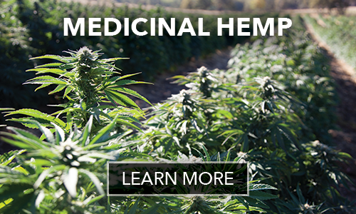 Medicinal Hemp