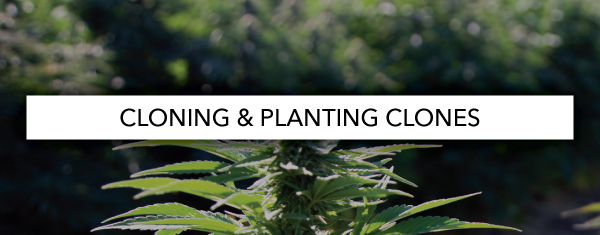 Cloning And Planting Clones