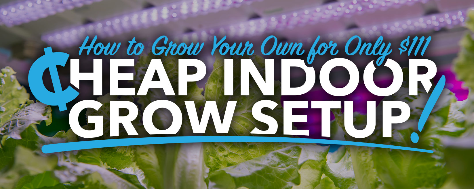 Cheap Indoor Grow Setup