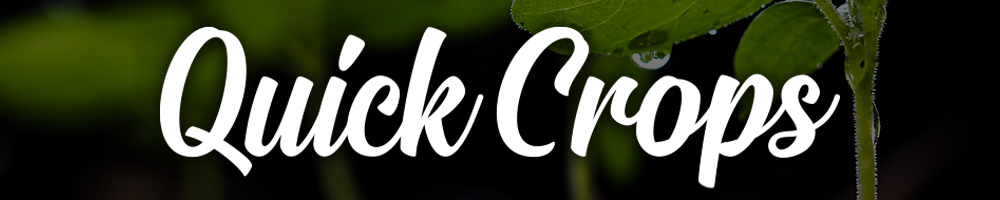 Quick Crops - Easy Vegetables to Grow at Home