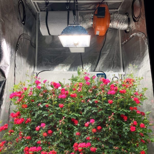 Scion 315w Dimmable CMH Grow Lighting