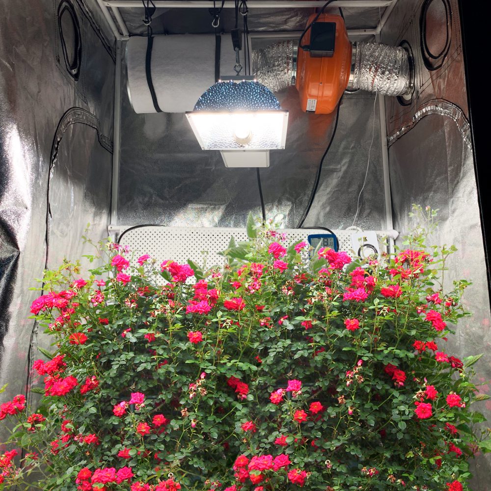 Scion 315w Dimmable CMH Grow Lighting