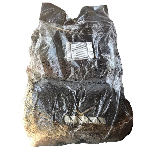 Mushroom Magic Grow Kit Mycelium Colony