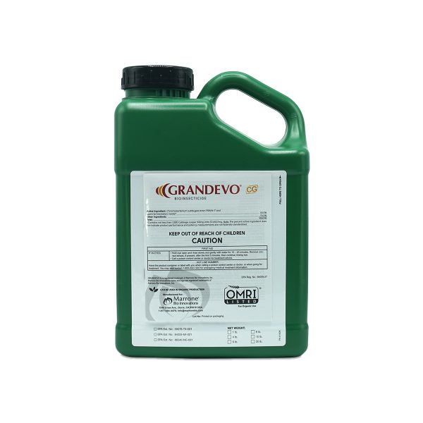 Marrone Bio Grandevo CG - 4lb.