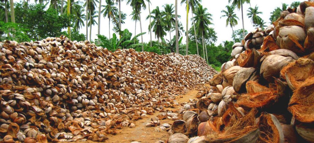 Pile Of Coconut Husks