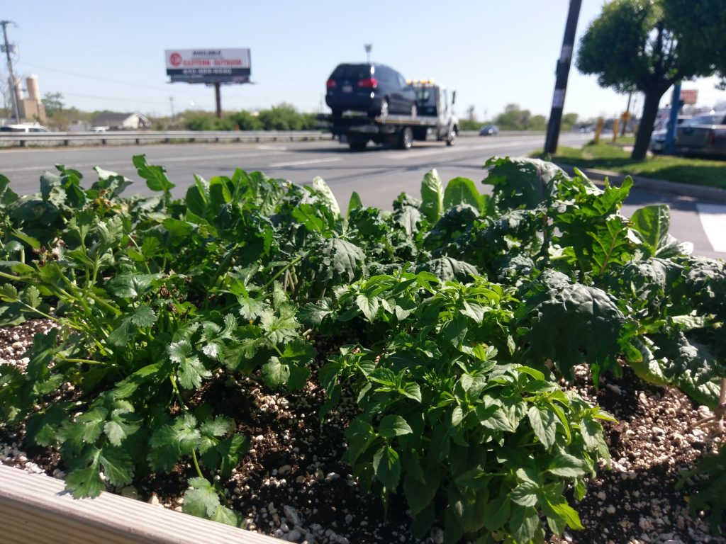 Plants Thriving By Road