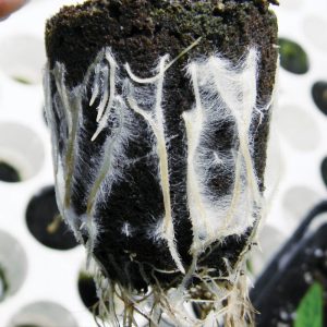 Beneficial Mycorrhizae for Hydroponics