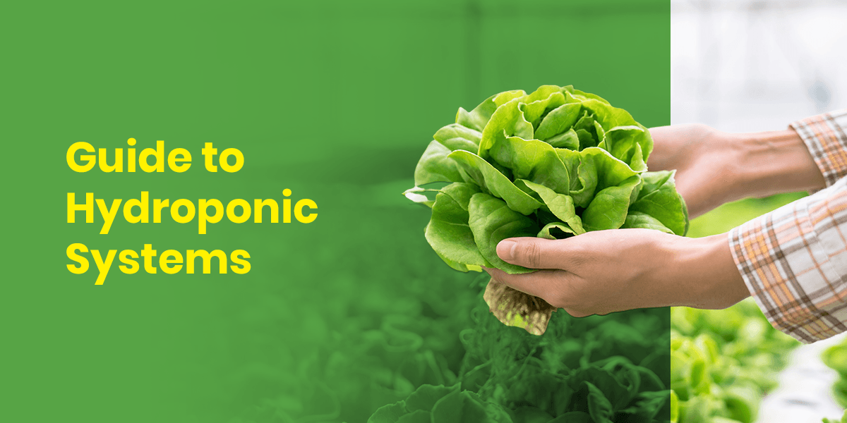01-Guide-to-Hydroponic-Systems