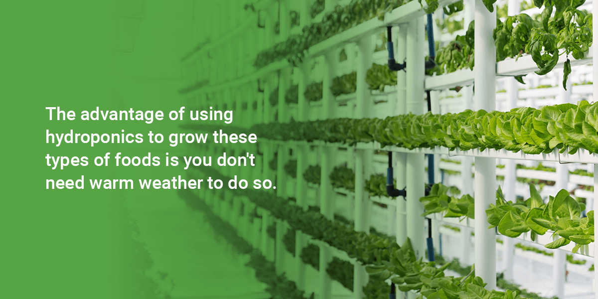 What Can Be Grown in a Hydroponic System?