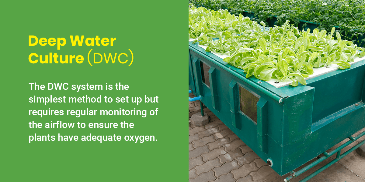 Deep Water Culture (DWC)