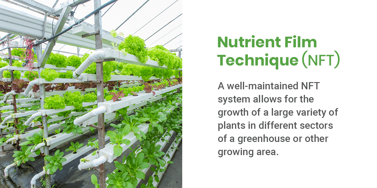 Nutrient Film Technique (NFT)