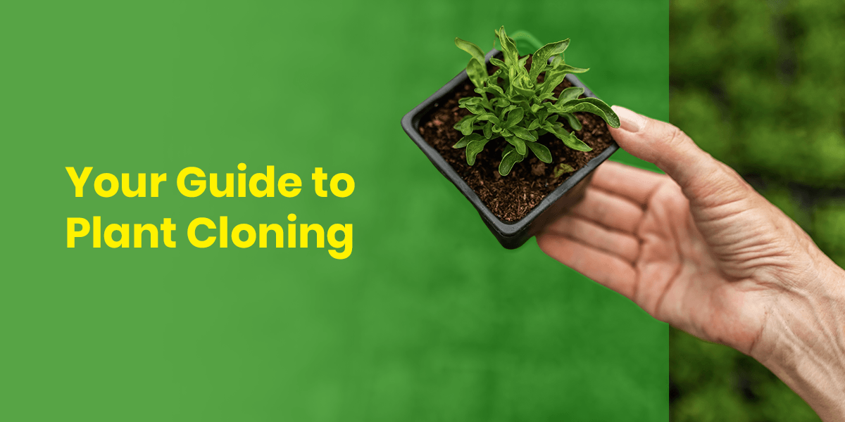 featured plant cloning