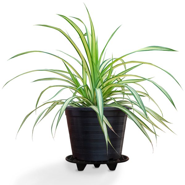 Plant Stand with Plant
