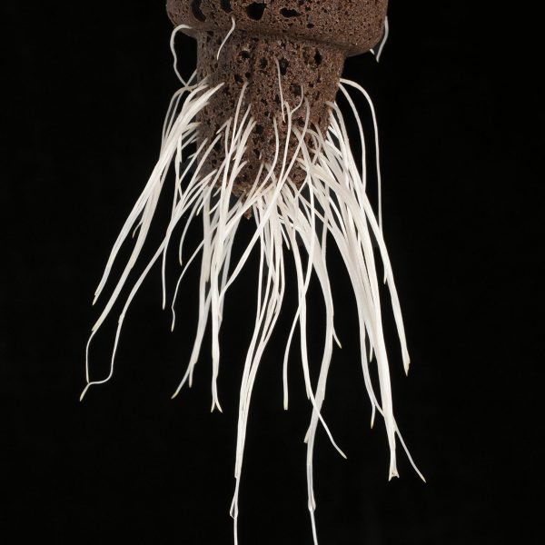 EZ-CLONE Prop Pro Cloning Collar Roots