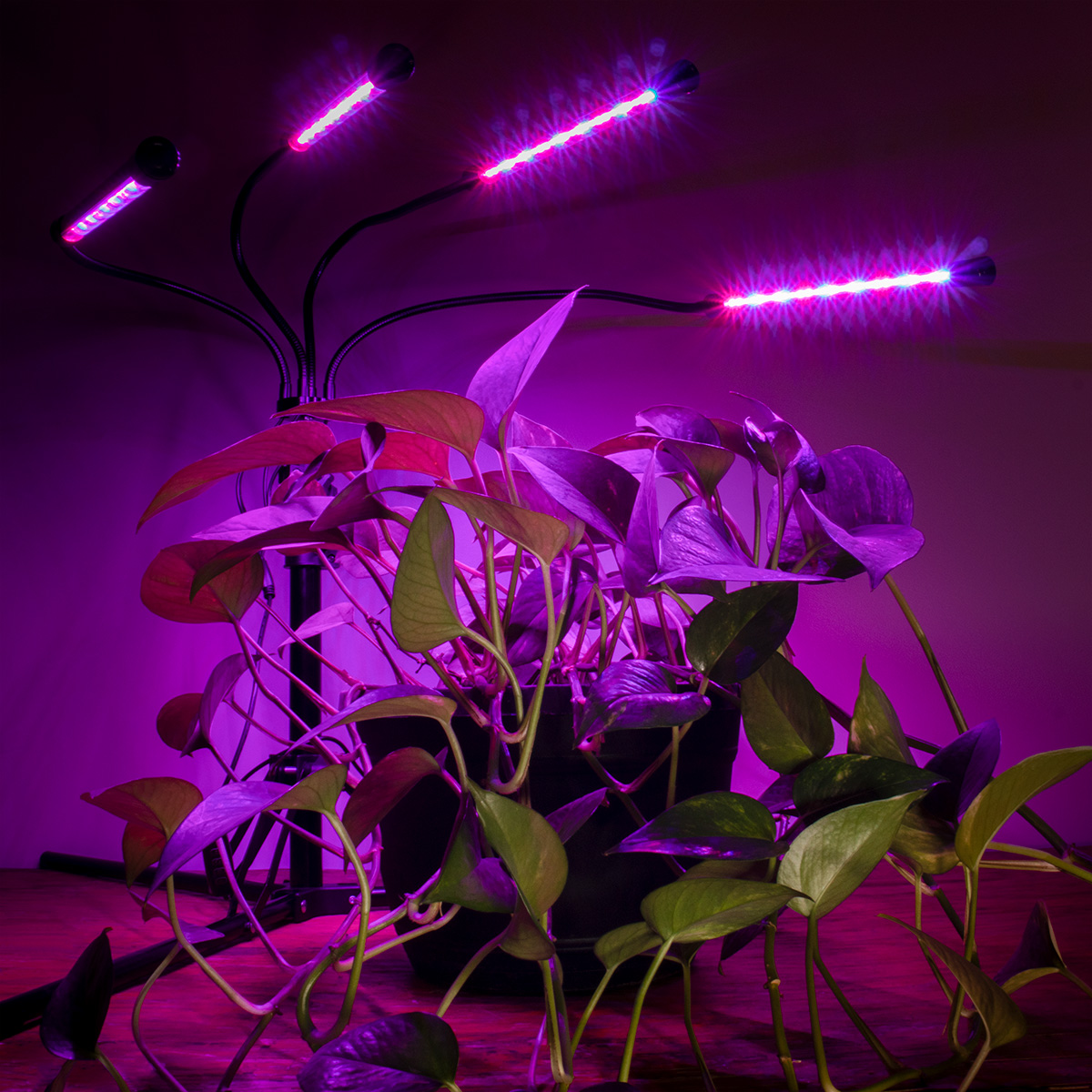 Glow light for plants hotsell