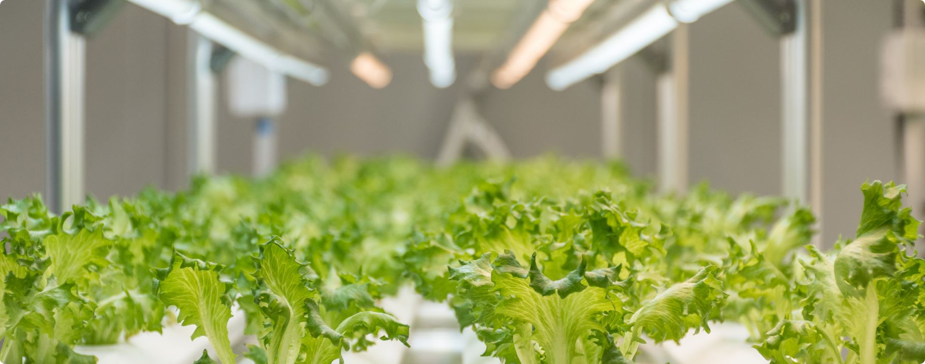 HTG Supply Roseville HTG Supply Hydroponics Grow Lights