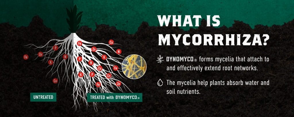 Dynomyco What is Mycorrhiza Infographic
